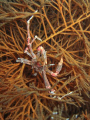   Crab  